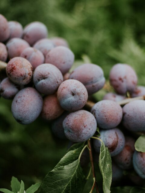Closeup shot of plums on the branch with a blurred natural background Closeup shot of plums on the branch with a blurred natural background